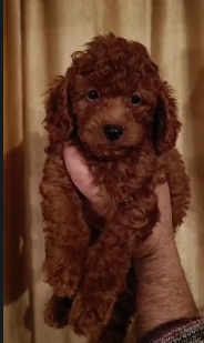 Purchase KCI Registered Poodle Puppy from Chennai